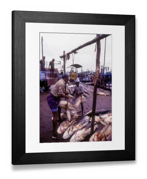 Framed Print : Shark fish being weighed being loaded at Neendakara in Kollam Quilon Framed Print : Shark fish being weighed being loaded at Neendakara in Kollam Quilon