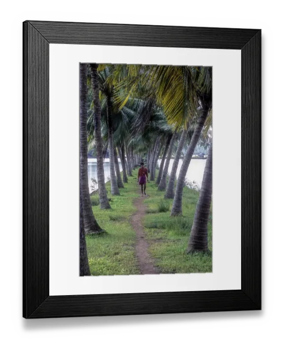 Framed Print : Array of coconut trees, Backwaters of Kodungallur Framed Print : Array of coconut trees, Backwaters of Kodungallur