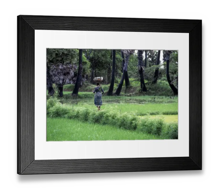 Framed Print : A woman carrying basket on head and shovel on shoulder and walking on the rice field ridge Framed Print : A woman carrying basket on head and shovel on shoulder and walking on the rice field ridge