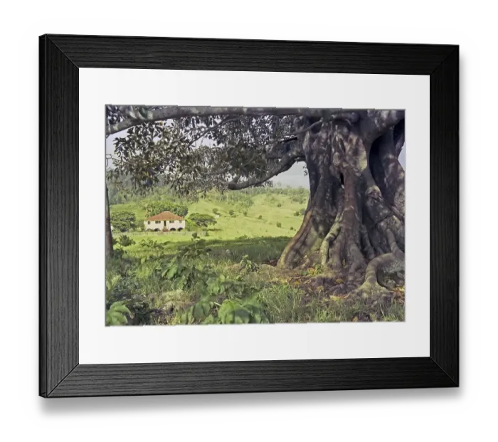 Framed Print : Farm house framed by spread branches of a moreton bay fig tree