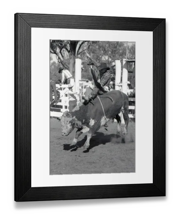 Framed Print : PROSTON, AUSTRALIA, CIRCA 1980: Unidentified contestant rides a bull during a small town rodeo Framed Print : PROSTON, AUSTRALIA, CIRCA 1980: Unidentified contestant rides a bull during a small town rodeo