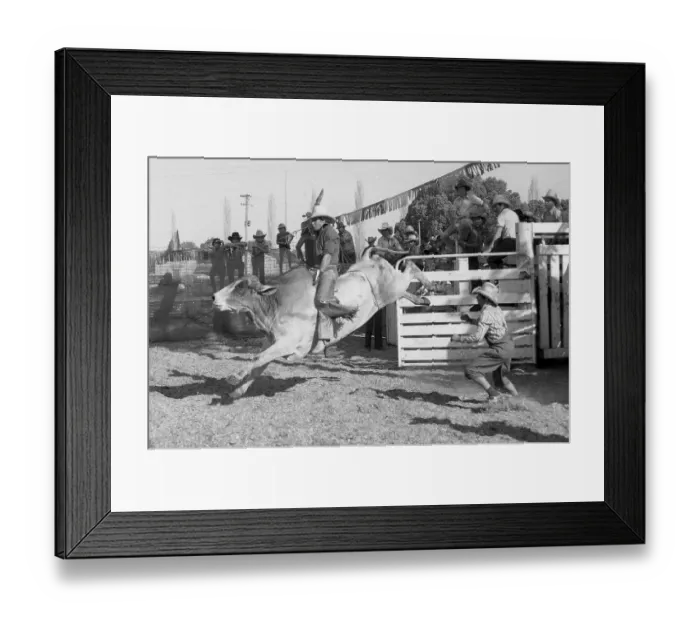 Framed Print : PROSTON, AUSTRALIA, CIRCA 1980: Unidentified contestant rides a bull during a small town rodeo Framed Print : PROSTON, AUSTRALIA, CIRCA 1980: Unidentified contestant rides a bull during a small town rodeo