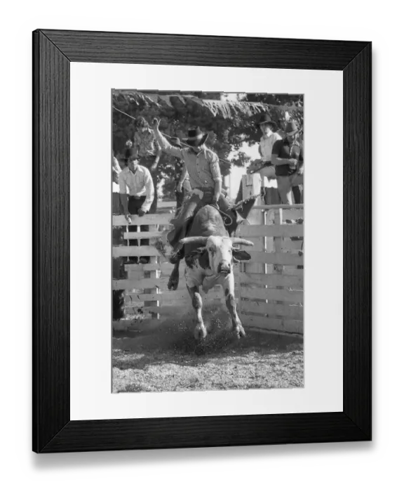 Framed Print : KINGAROY, AUSTRALIA, CIRCA 1980: Unidentified contestant rides a bull during a small town rodeo
