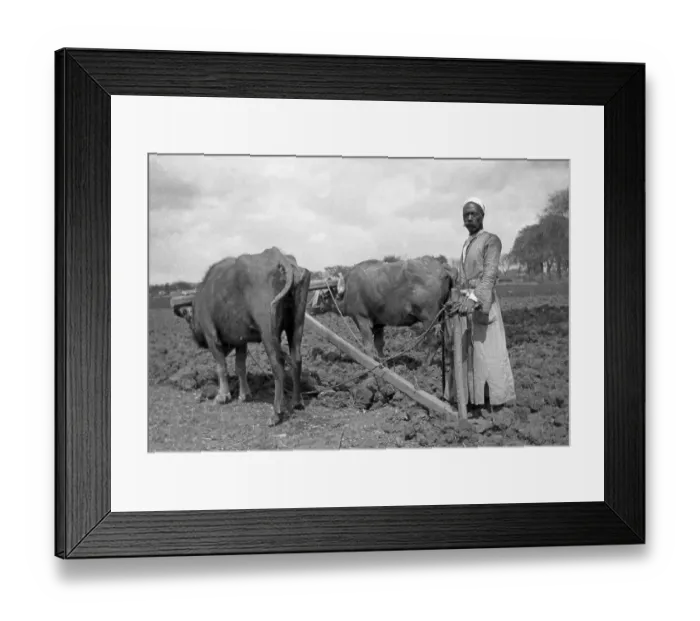 Framed Print : Chinese farmer with cattle ploughing field