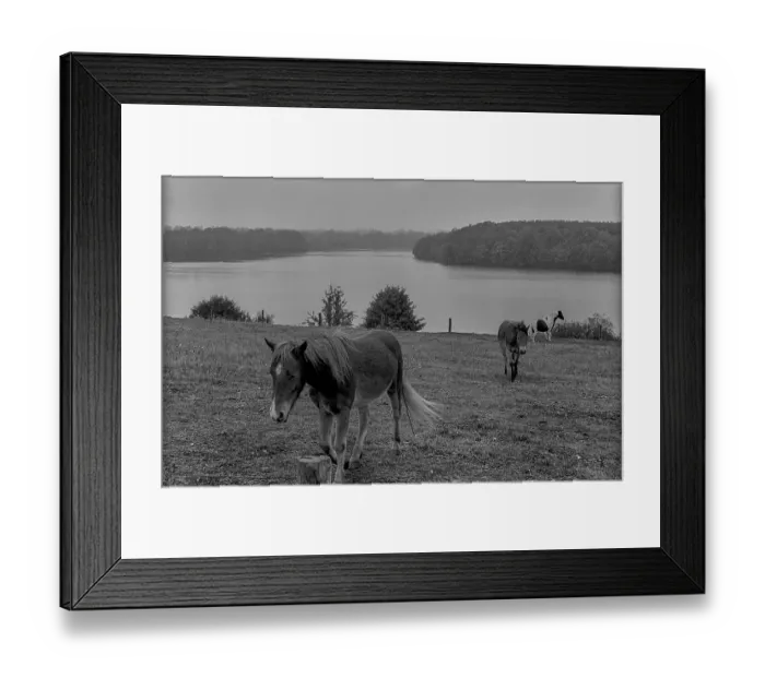 Framed Print : GDR, Carwitz, 15.09.1989, horse in the paddock near Carwitz