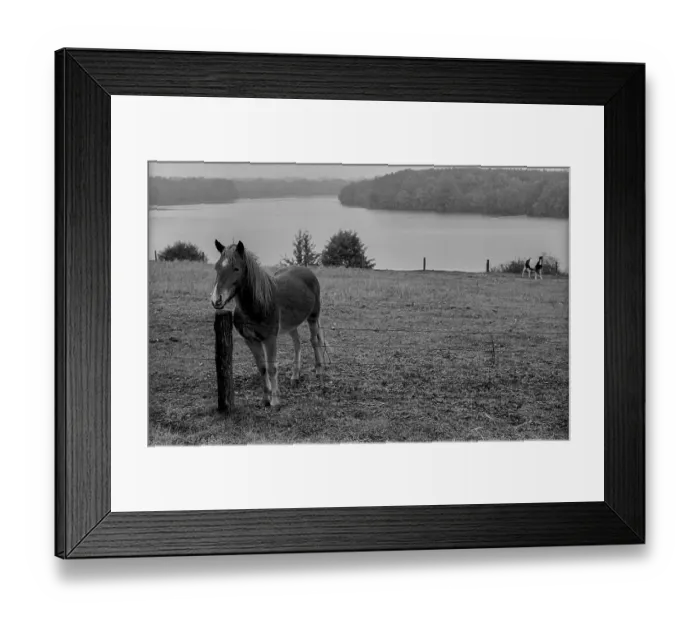 Framed Print : GDR, Carwitz, 15.09.1989, horse in the paddock near Carwitz Framed Print : GDR, Carwitz, 15.09.1989, horse in the paddock near Carwitz