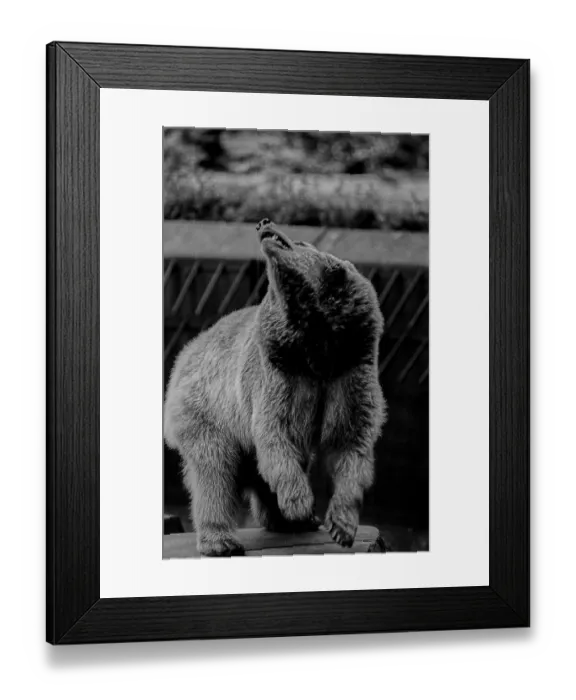 Framed Print : Germany, Berlin, 06.05.1991, Bears in the kennel at the Maerkisches Museum