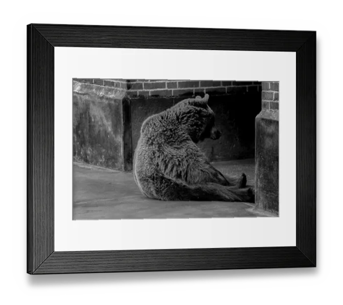 Framed Print : Germany, Berlin, 06.05.1991, Bears in the kennel at the Maerkisches Museum