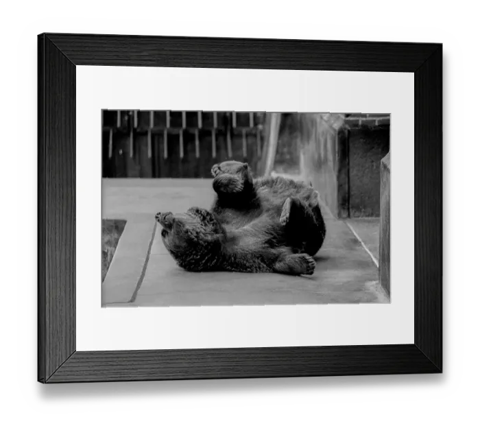 Framed Print : Germany, Berlin, 06.05.1991, Bears in the kennel at the Maerkisches Museum