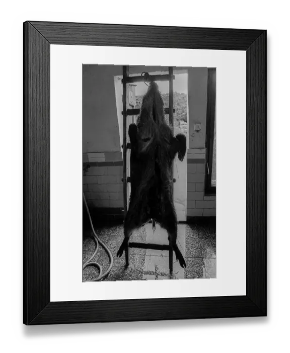 Framed Print : Germany, Eixen, 16.9.1991, slaughtered and hung pig