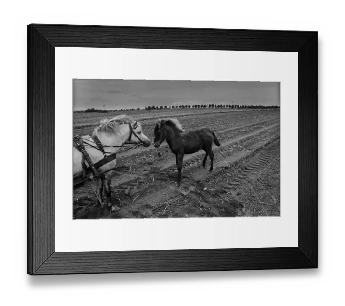 Framed Print : Germany, Trinwillershagen, 16.9 Framed Print : Germany, Trinwillershagen, 16.9