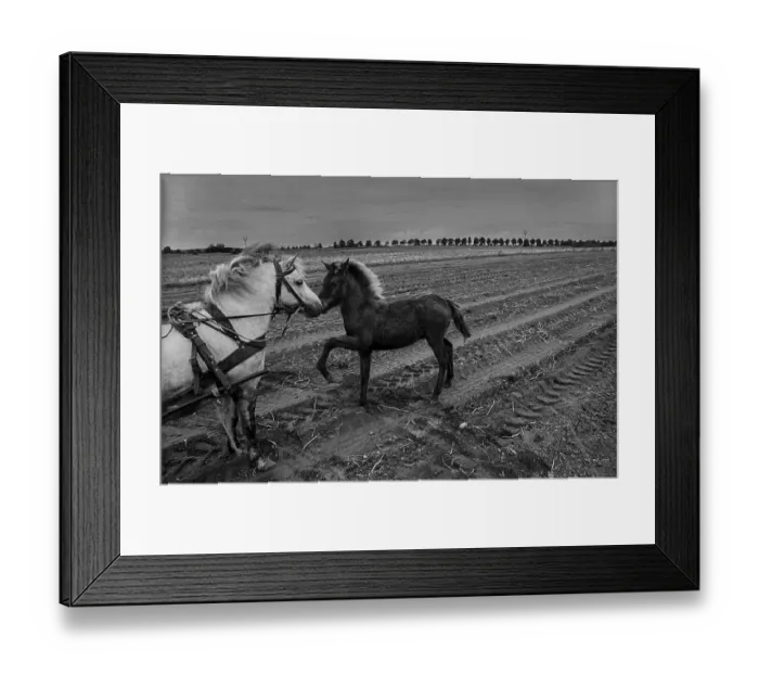 Framed Print : Germany, Trinwillershagen, 16.9