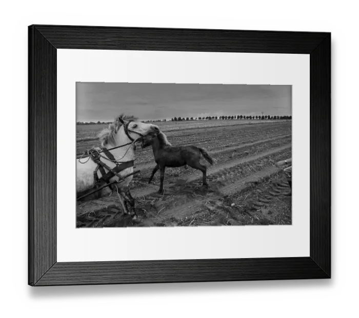 Framed Print : Germany, Trinwillershagen, 16.9