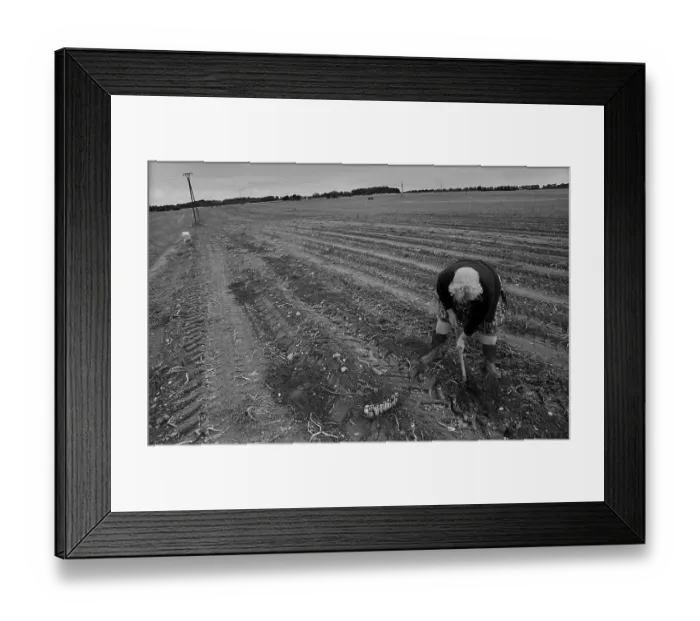 Framed Print : Germany, Trinwillershagen, 16.9