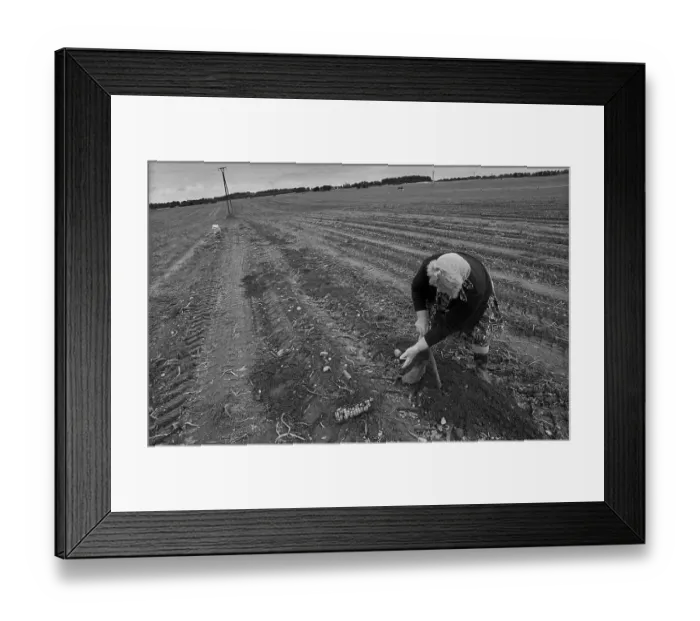 Framed Print : Germany, Trinwillershagen, 16.9 Framed Print : Germany, Trinwillershagen, 16.9