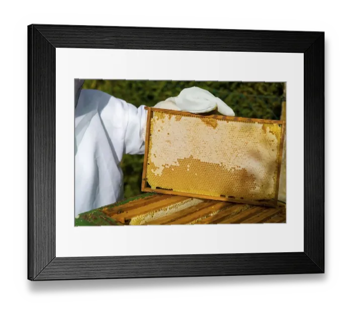 Framed Print : Beekeeper shows the honeycomb with honey deposit