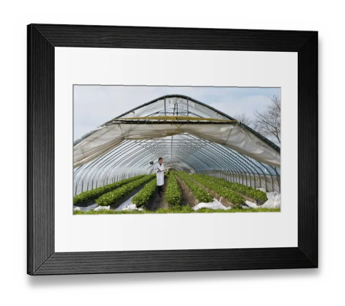 Framed Print : Tunnel Greenhouse with Strawberry Plants