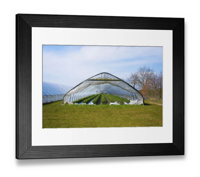 Framed Print : Tunnel Greenhouse with Strawberry Plants
