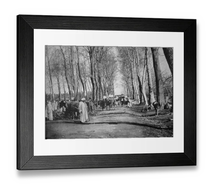 Framed Print : Early autotype of Boufarik, Algeria