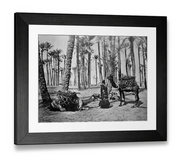 Framed Print : One of the first autotype photographs of the Oasis de Touggourt Framed Print : One of the first autotype photographs of the Oasis de Touggourt