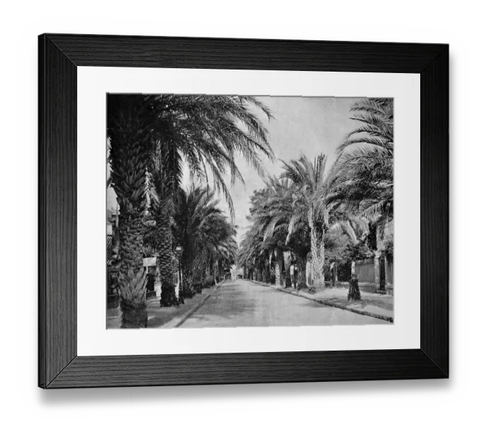 Framed Print : One of the first autotype photographs of L'Avenue des Palmiers