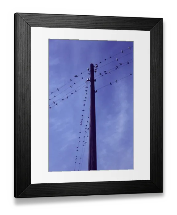 Framed Print : Swallows, bird migration, assembly