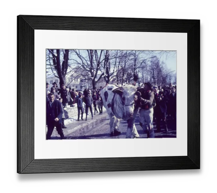 Framed Print : Carnival parade, carnival, cow