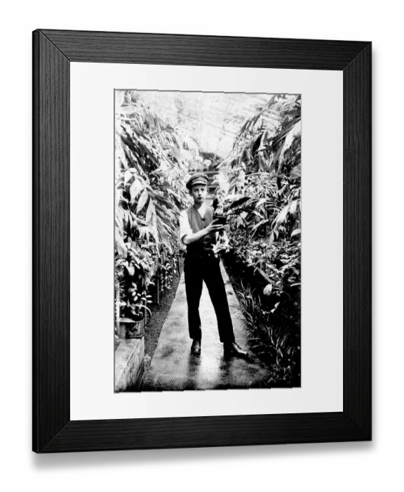 Framed Print : Historic photograph, gardener in a greenhouse