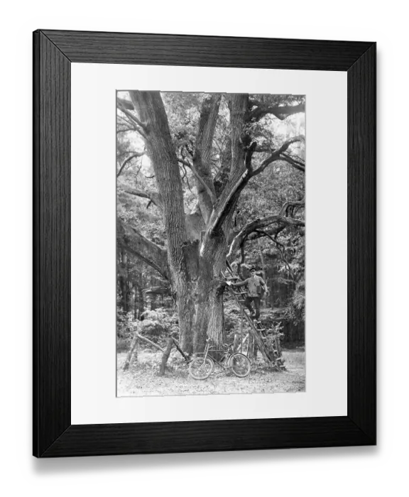 Framed Print : Historic photograph, postman posing in front of a large oak tree