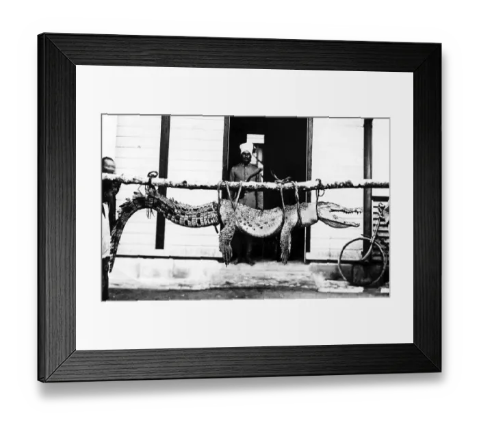 Framed Print : Historic picture, captured crocodile