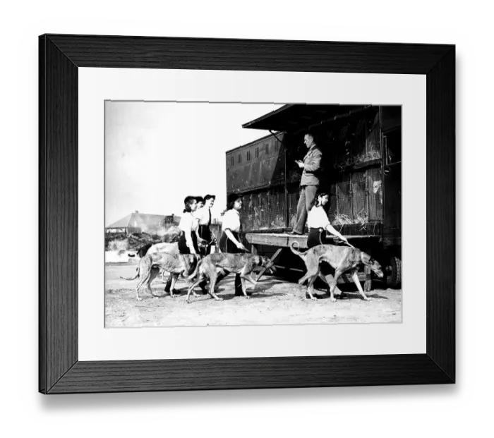 Framed Print : Historic photograph, dog training, around 1926
