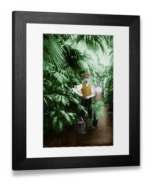 Framed Print : Historic photograph, gardener in a greenhouse