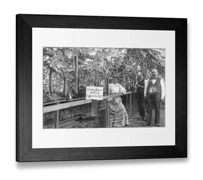 Framed Print : Agriculture, greenhouse for cucumbers
