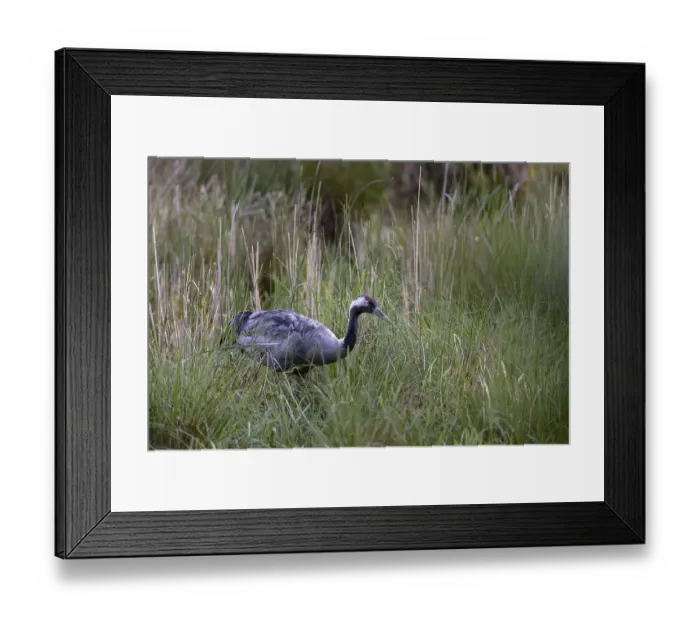 Framed Print : Crane (Grus grus), foraging in a marsh