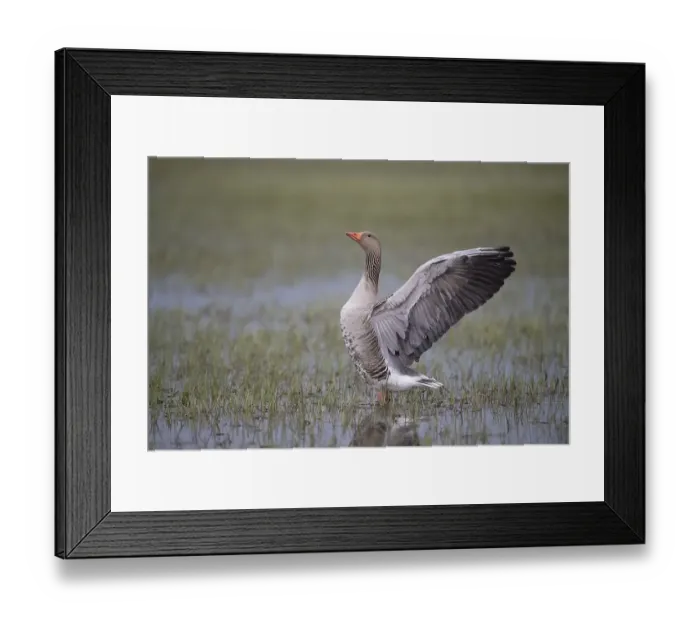Framed Print : Greylag Goose (Anser anser) with outstretched wings on a flooded meadow Framed Print : Greylag Goose (Anser anser) with outstretched wings on a flooded meadow