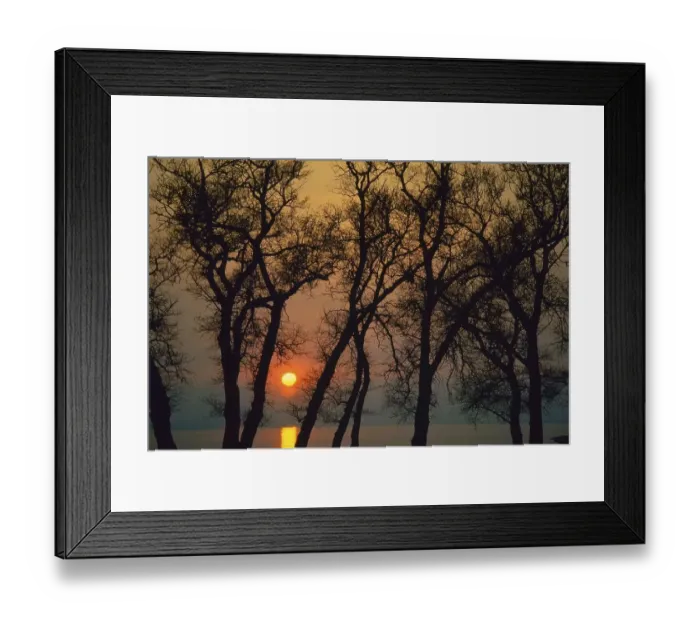 Framed Print : Sunset in Lake of Constance, the sun between trees Framed Print : Sunset in Lake of Constance, the sun between trees