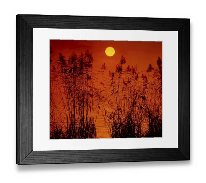Framed Print : Reed, reed stalks in the sundown in the lake