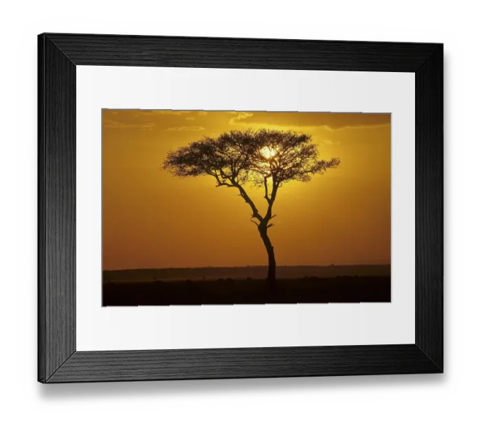 Framed Print : Fever acacia at sunset