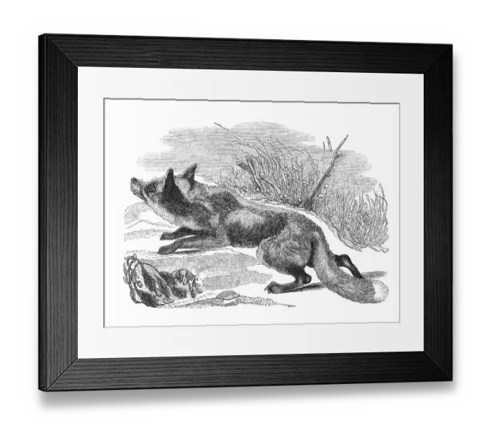 Framed Print : The Fox. Old Engraving from The Penny Magazine