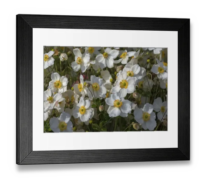 Framed Print : White-flowered chinese anemones (Anemone hupehensis) Framed Print : White-flowered chinese anemones (Anemone hupehensis)