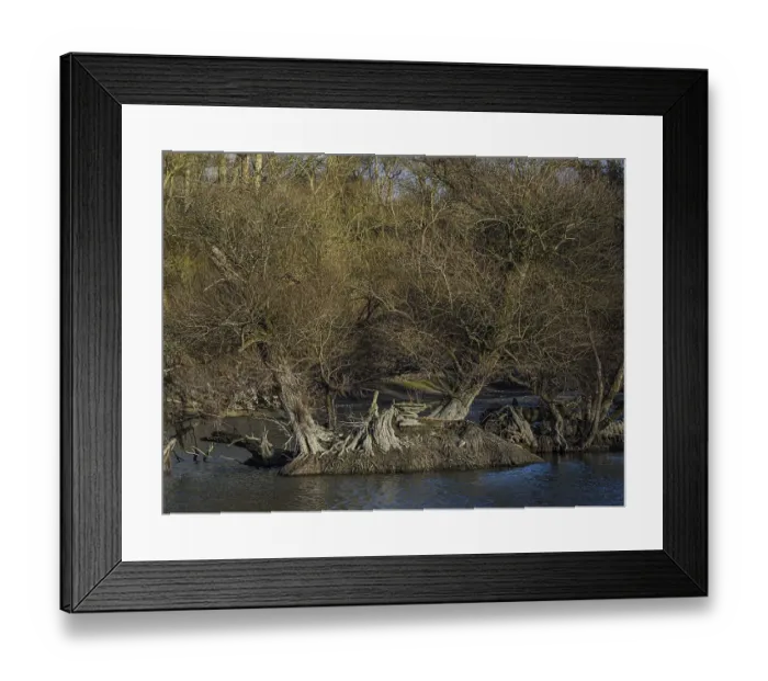 Framed Print : Rheinaue, floodplain forest at low water level Framed Print : Rheinaue, floodplain forest at low water level