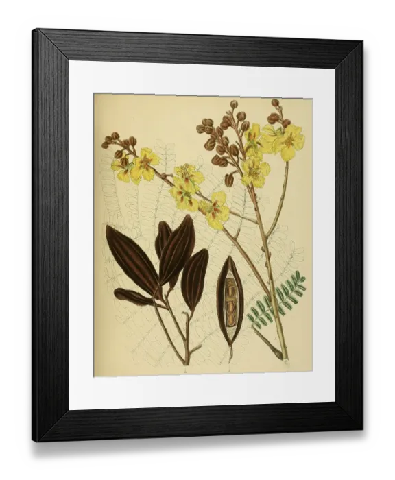 Framed Print : Peltophorum ferrugineum, native to Southeast Asia