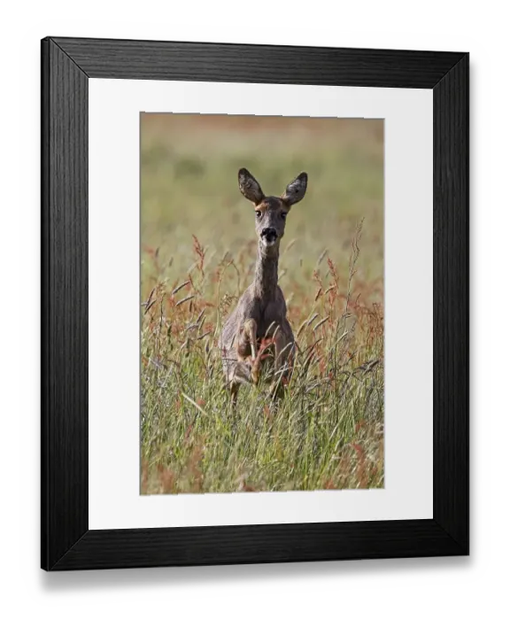 Framed Print : European roe deer (Capreolus capreolus) jumping through meadow