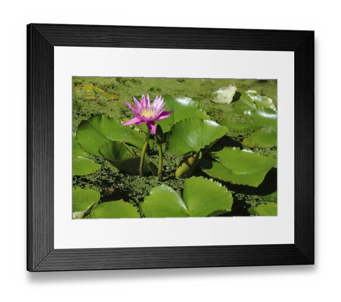 Framed Print : A beautiful pink lotus on pond