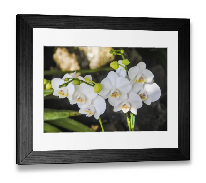 Framed Print : White orchid flower in garden. Phalaenopsis orchid Framed Print : White orchid flower in garden. Phalaenopsis orchid