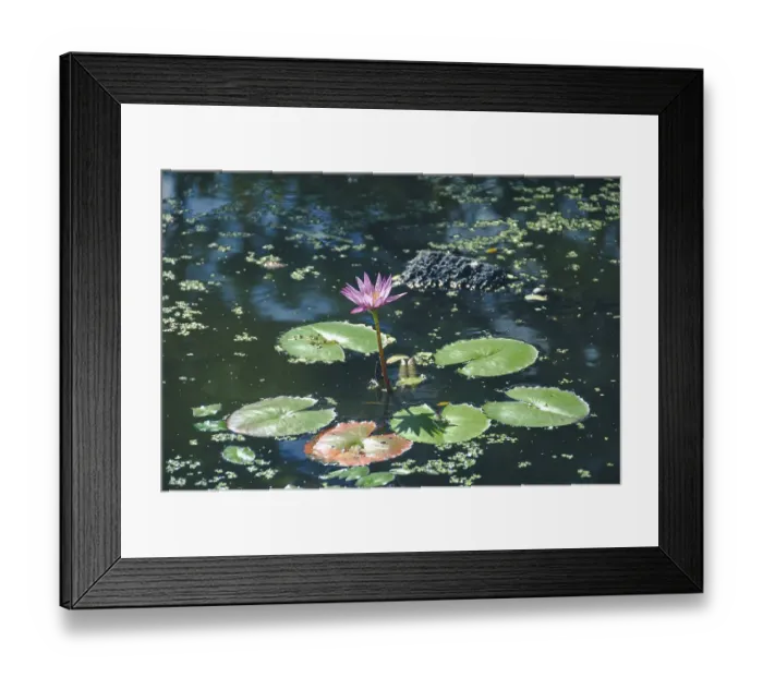 Framed Print : Lotus flower between the greed lotus pads