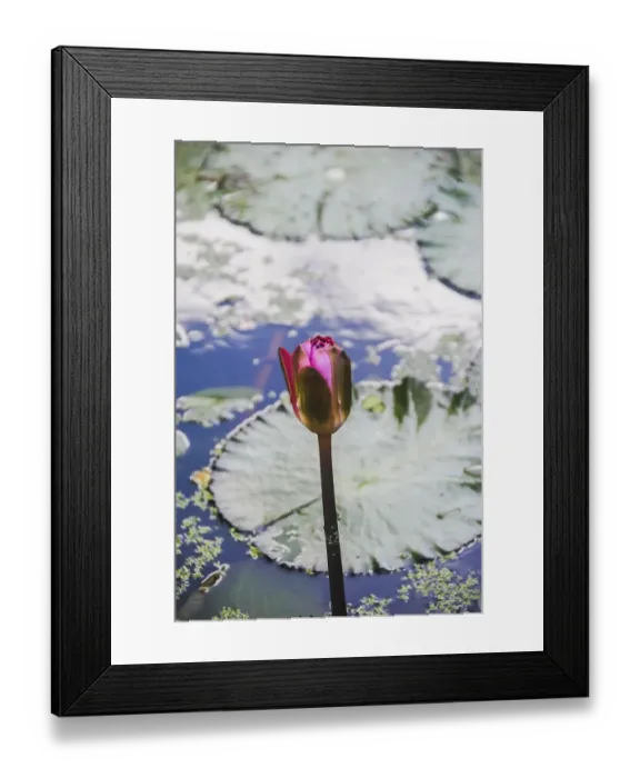 Framed Print : Pink lotus blooming on pond. Vertical photography