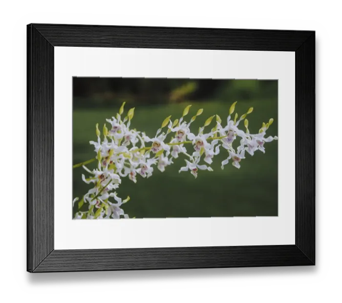 Framed Print : White Antelope Dendrobium orchid flower in garden