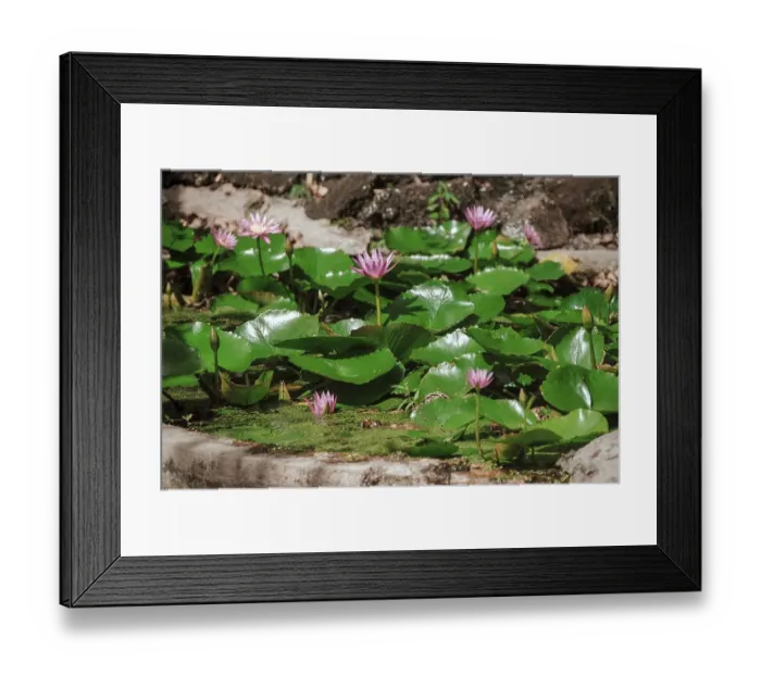 Framed Print : Pink lotus or water lily flowers