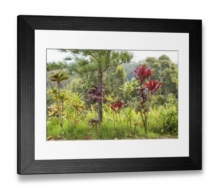 Framed Print : Tropical plants background in Hawaii